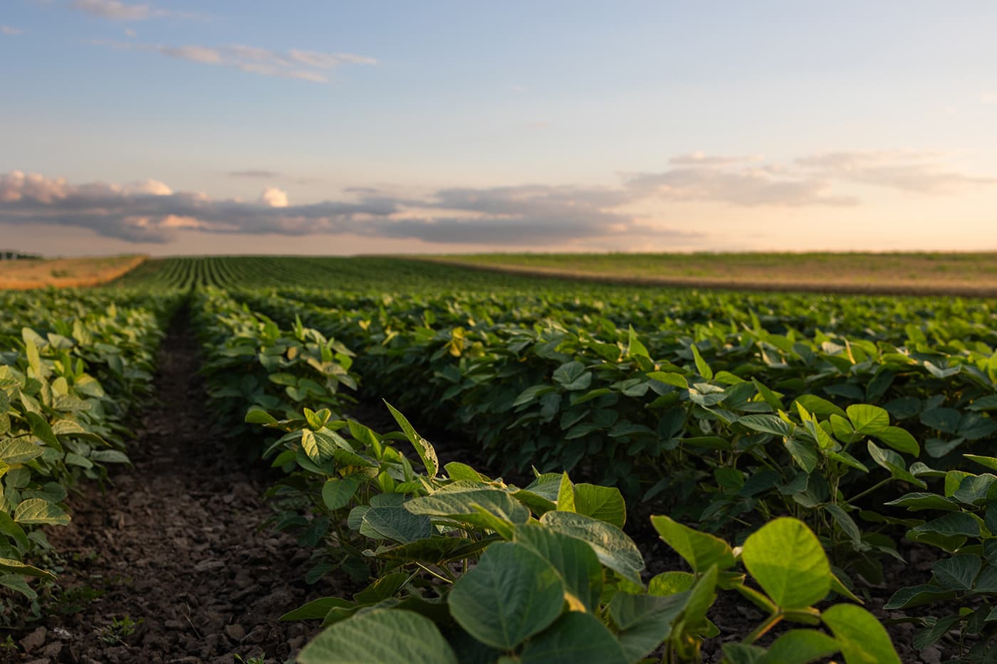 Agriculture chemical sourcing